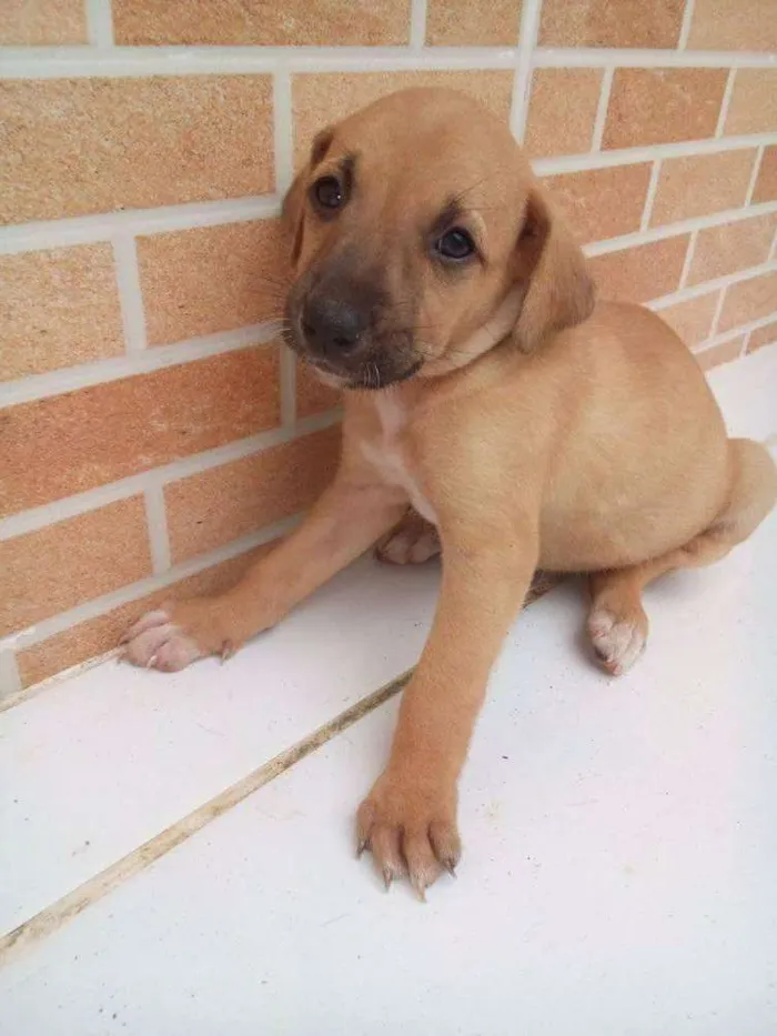 Cachorro raça Vira lata idade 2 a 6 meses nome Ainda não tem