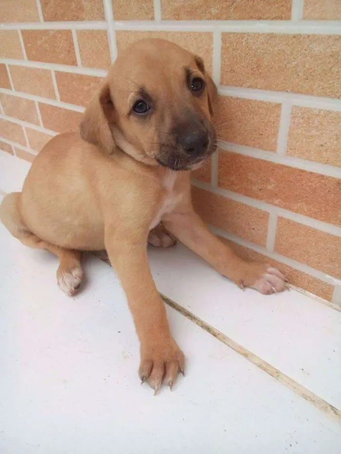 Cachorro raça Vira lata idade 2 a 6 meses nome Ainda não tem