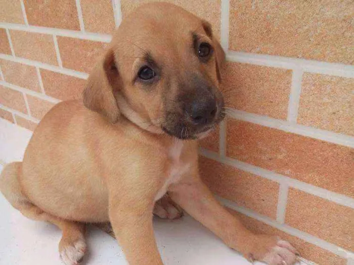 Cachorro raça Vira lata idade 2 a 6 meses nome Ainda não tem
