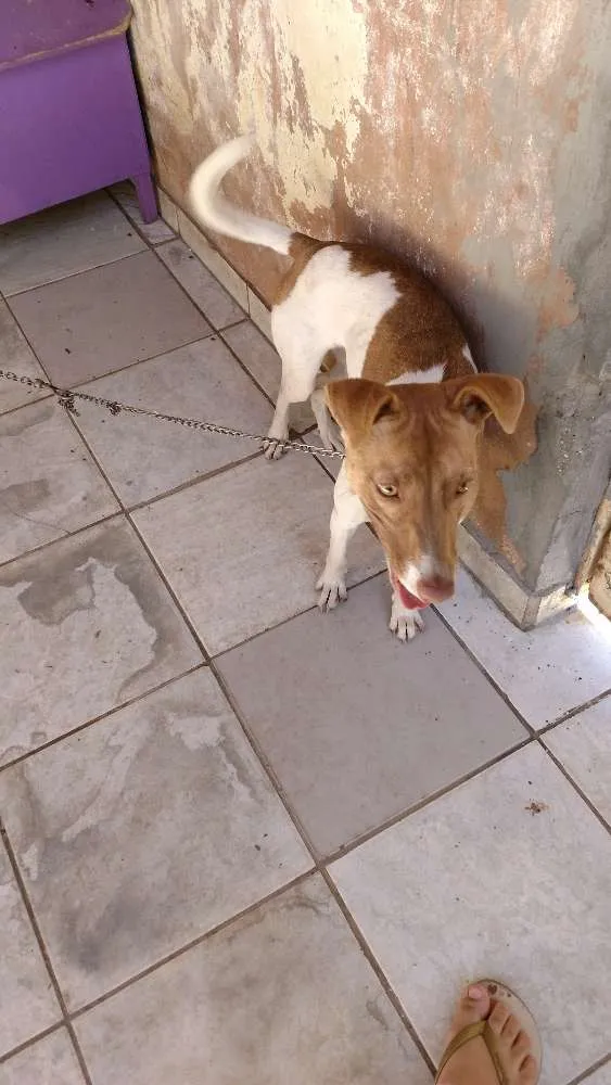 Cachorro ra a Indefinido idade 2 a 6 meses nome Hana