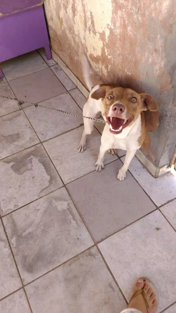 Cachorro ra a Indefinido idade 2 a 6 meses nome Hana