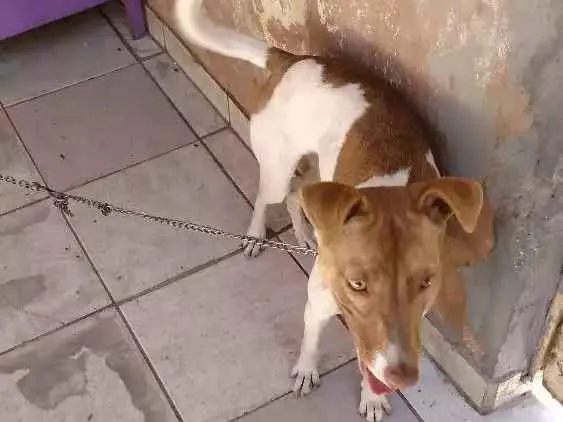 Cachorro ra a Indefinido idade 2 a 6 meses nome Hana