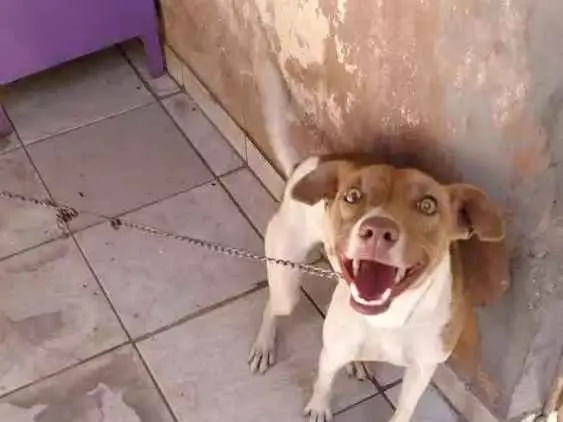 Cachorro ra a Indefinido idade 2 a 6 meses nome Hana