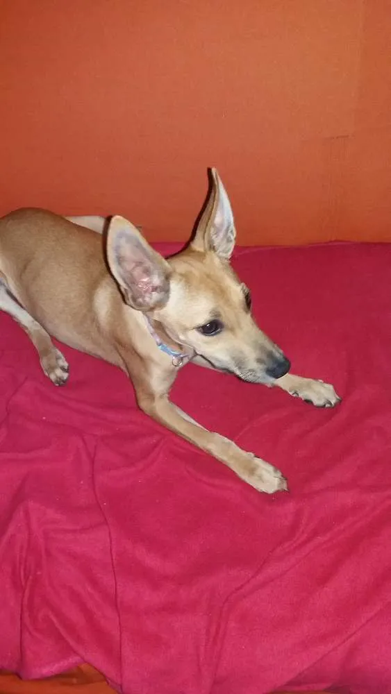 Cachorro ra a Não sei idade 2 a 6 meses nome Filhote 