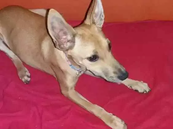 Cachorro ra a Não sei idade 2 a 6 meses nome Filhote 