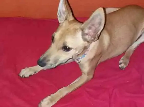 Cachorro ra a Não sei idade 2 a 6 meses nome Filhote 