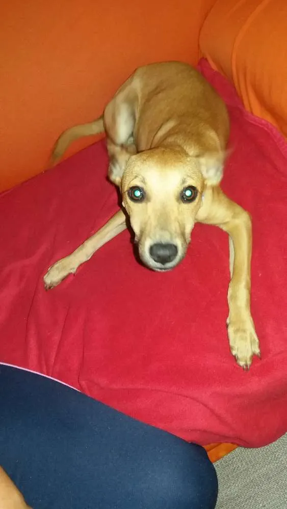Cachorro ra a Não sei idade 2 a 6 meses nome Filhote 