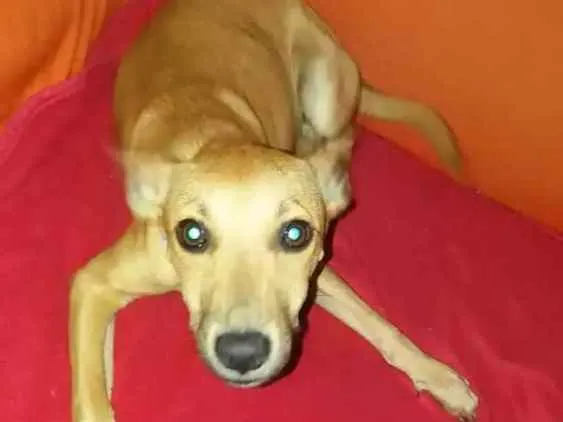 Cachorro ra a Não sei idade 2 a 6 meses nome Filhote 