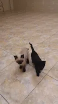 Pantera e Dengoso