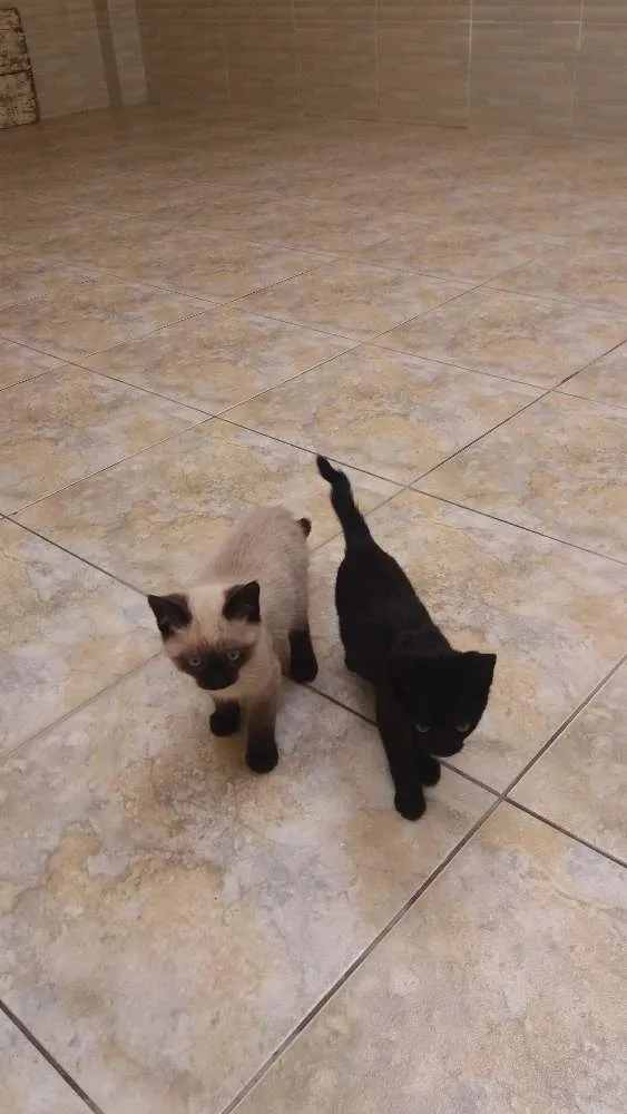 Gato ra a Siamês  idade 2 a 6 meses nome Pantera e Dengoso