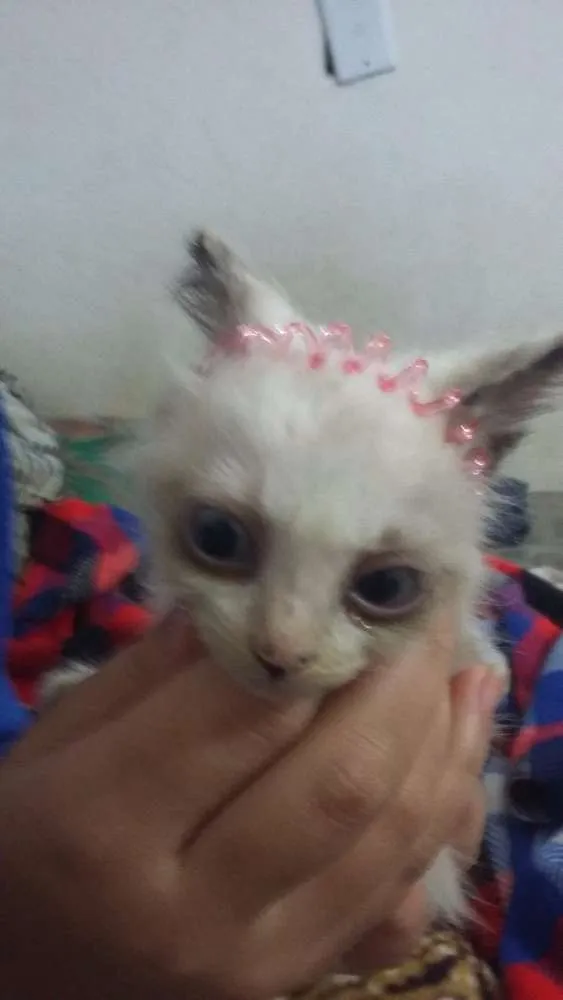 Gato ra a SRD idade 2 a 6 meses nome Gatinhos