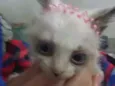 Gatinhos