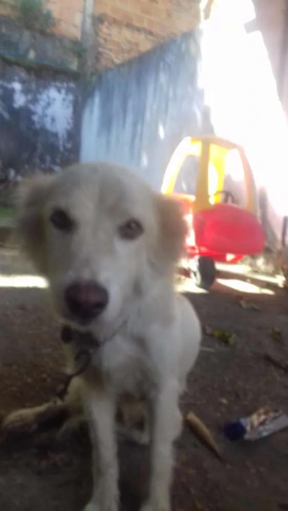 Cachorro raça Vira-lata idade 4 anos nome Saltitao e Nina