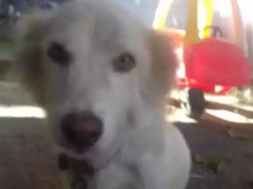 Cachorro raça Vira-lata idade 4 anos nome Saltitao e Nina