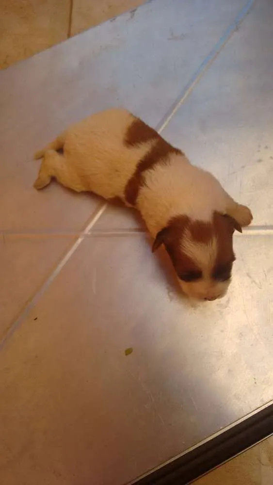 Cachorro ra a Fox paulistinha idade Abaixo de 2 meses nome Filhote