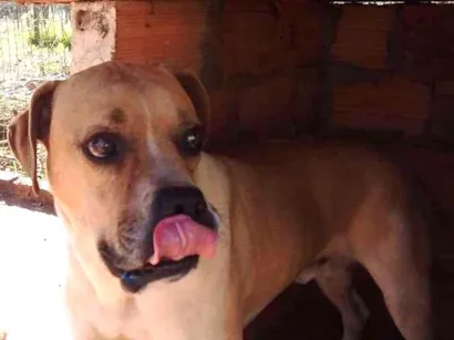 Cachorro raça  idade 5 anos nome Nero