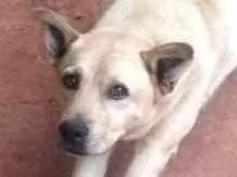 Cachorro raça Vira-lata idade 6 ou mais anos nome Simbá
