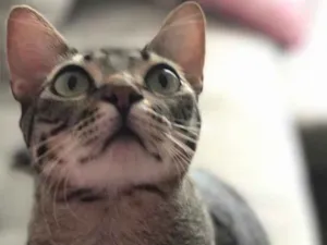Gato raça SRD idade 1 ano nome Francisco