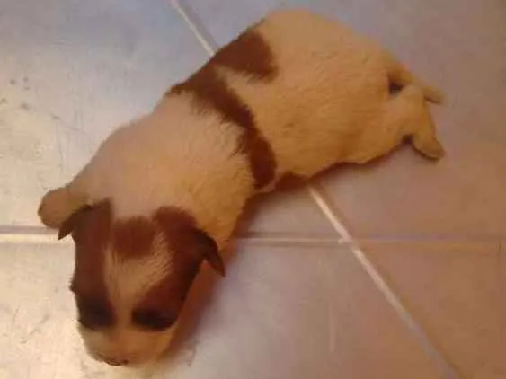 Cachorro ra a Fox paulistinha idade Abaixo de 2 meses nome Filhote