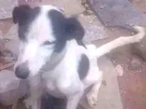 Cachorro raça Sem raça definida idade 7 a 11 meses nome Princesa