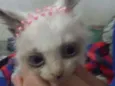Gatinhos