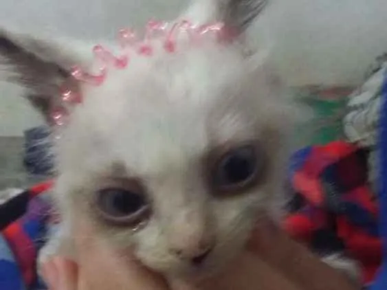 Gato ra a SRD idade 2 a 6 meses nome Gatinhos