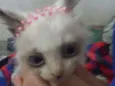 Gatinhos