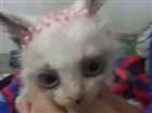 Gato raça SRD idade 2 a 6 meses nome Gatinhos