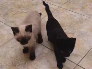 Gato raça Siamês  idade 2 a 6 meses nome Pantera e Dengoso