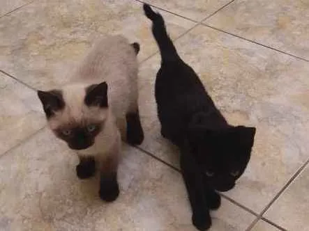 Gato ra a Siamês  idade 2 a 6 meses nome Pantera e Dengoso