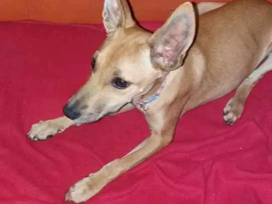 Cachorro ra a Não sei idade 2 a 6 meses nome Filhote 