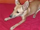 Cachorro raça Não sei idade 2 a 6 meses nome Filhote 