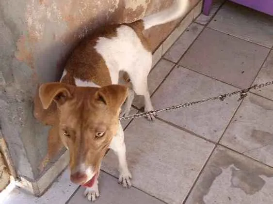 Cachorro ra a Indefinido idade 2 a 6 meses nome Hana
