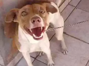 Cachorro ra a Indefinido idade 2 a 6 meses nome Hana
