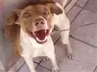 Cachorro raça Indefinido idade 2 a 6 meses nome Hana