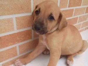 Cachorro raça Vira lata idade 2 a 6 meses nome Ainda não tem