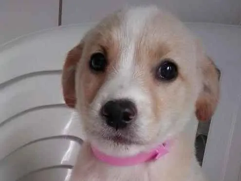 Cachorro ra a SRD idade 2 a 6 meses nome ainda não tem