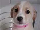 Cachorro raça SRD idade 2 a 6 meses nome ainda não tem