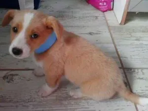 Cachorro raça SRD idade 2 a 6 meses nome ainda não tem