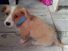 Cachorro raça SRD idade 2 a 6 meses nome ainda não tem