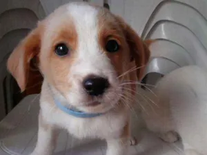 Cachorro raça SRD idade 2 a 6 meses nome ainda não tem