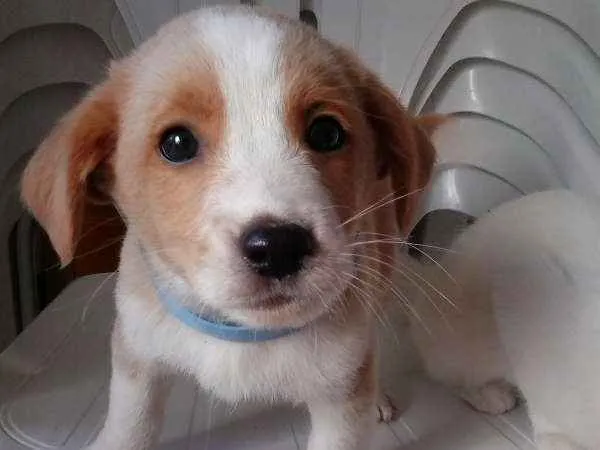 Cachorro ra a SRD idade 2 a 6 meses nome ainda não tem
