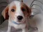 Cachorro raça SRD idade 2 a 6 meses nome ainda não tem