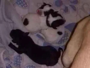 Cachorro raça Indefinida idade Abaixo de 2 meses nome Filhotes