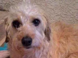 Cachorro raça Vira lata  idade 4 anos nome Pink 
