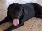 Cachorro raça Labrador idade 2 anos nome Thor