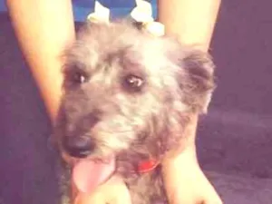Cachorro raça pudol misturada idade 1 ano nome canjica