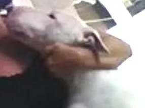 Cachorro ra a Bull terrier idade 4 anos nome Lion 