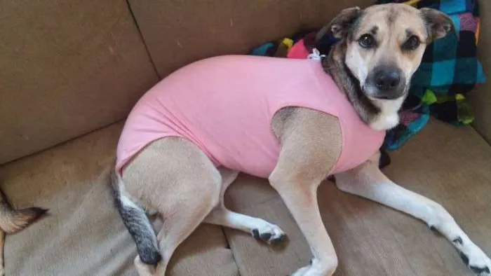 Cachorro ra a SRD idade 2 anos nome Balu