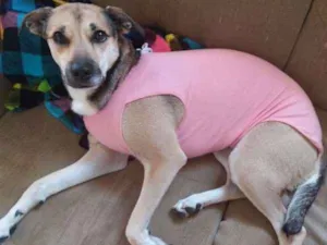 Cachorro raça SRD idade 2 anos nome Balu